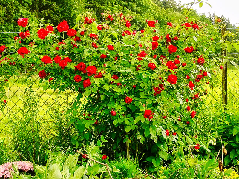 roter Rosenstrauch