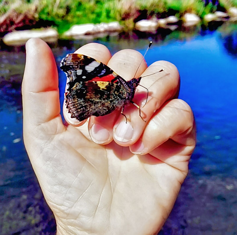 Schmetterling auf der Hand